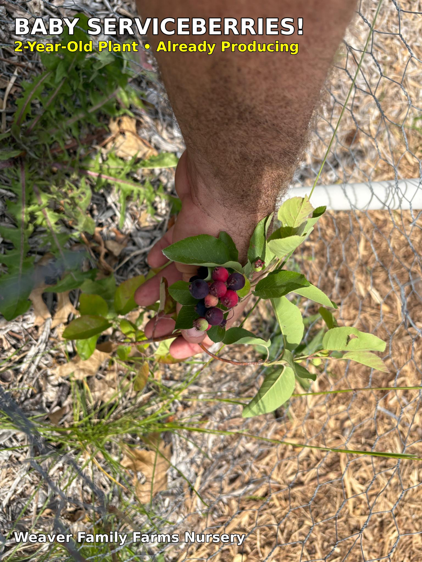 saskatoon berries ripening on branches in summer
