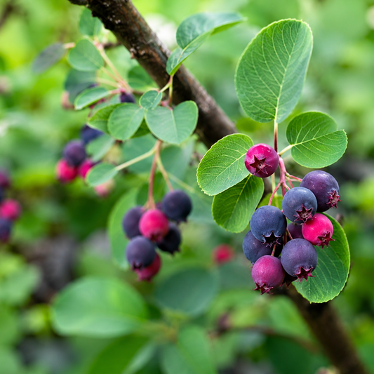 saskatoon serviceberry amelanchier alnifolia berry plant
