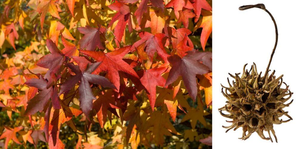 Redgum Tree showing off bright fall foliage.
