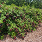 large triple crown blackberry plants in landscape