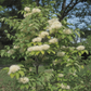 white fringe tree covered in delicate white fringe flowers in spring
