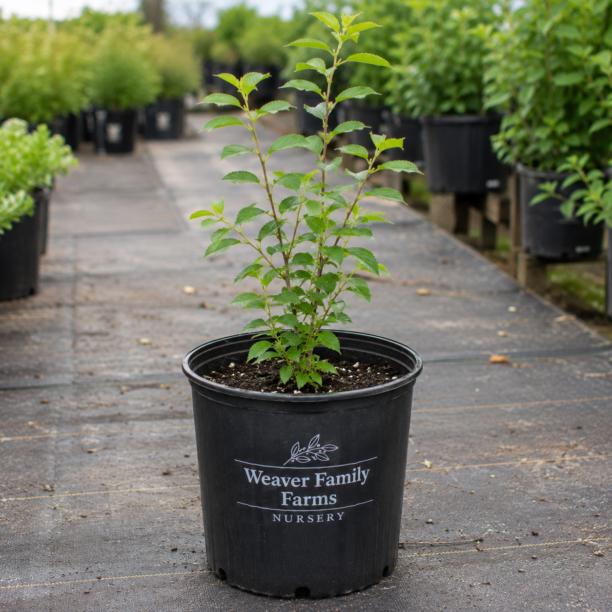 white nanking cherry for sale trade gallon