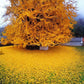 Ginkgo Biloba Tree For Sale | Buy A Maidenhair Fossil Tree Online