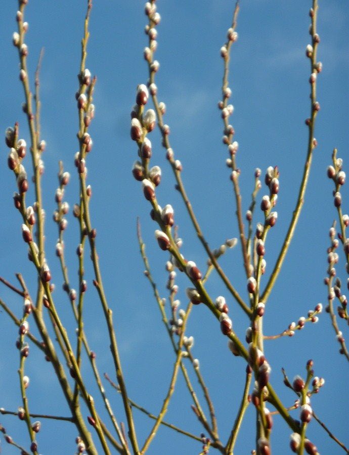 Pussy Willow Tree For Sale | Buy A "Salix Discolor" Shrub Online