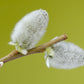 Pussy Willow Tree For Sale | Buy A "Salix Discolor" Shrub Online