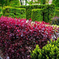 Buy purple leaf sand cherry tree for vibrant landscaping