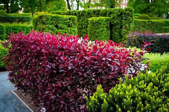 Buy purple leaf sand cherry tree for vibrant landscaping