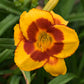 "Fooled Me" Daylily | Reblooming Red & Orange Drought Tolerant Daylily