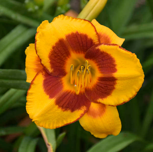 Fooled Me Daylily with vibrant red and orange blooms.
