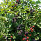 Triple Crown Blackberry For Sale | Buy Live Blackberry Plants Online