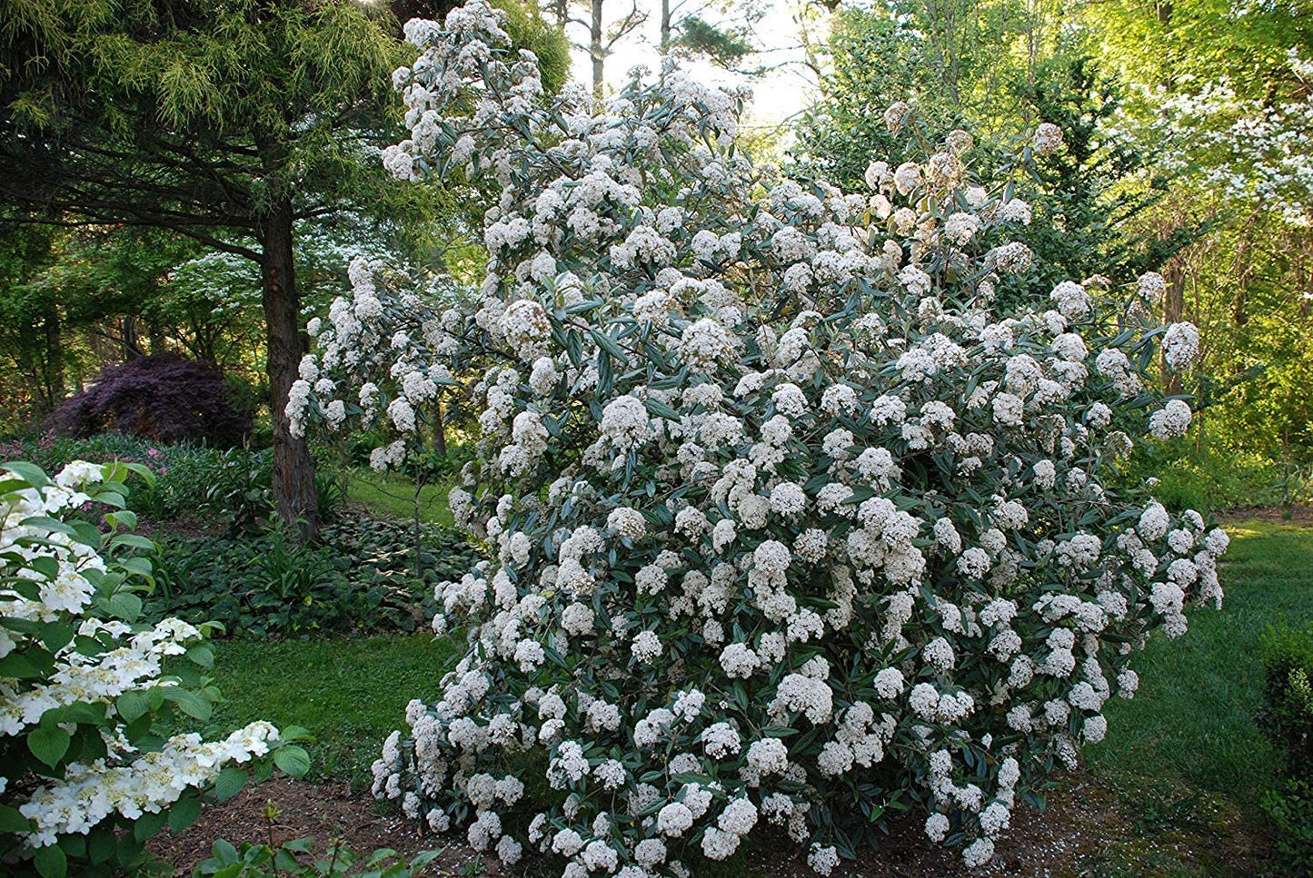 Pragense Viburnum | Buy "Viburnum × Pragense" Evergreen Shrubs Online