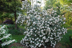 Pragense Viburnum