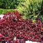 "Dragons Blood" Sedum Stonecrop | Buy Red Evergreen Sedum Plant Online