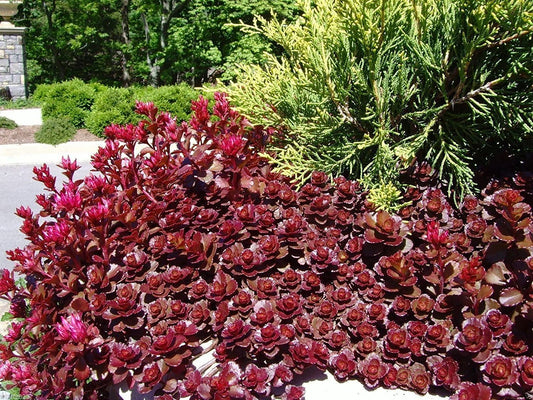 "Dragons Blood" Sedum Stonecrop | Buy Red Evergreen Sedum Plant Online