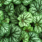 Buy Green Spice Coral Bells | Live Green Heuchera Perennial Plant