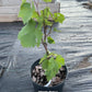 Healthy Jupiter grape plant from Midwest family farm