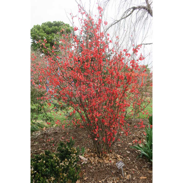 large shrub that has red flowers