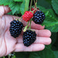 Triple Crown Blackberry plant with ripening berries.
