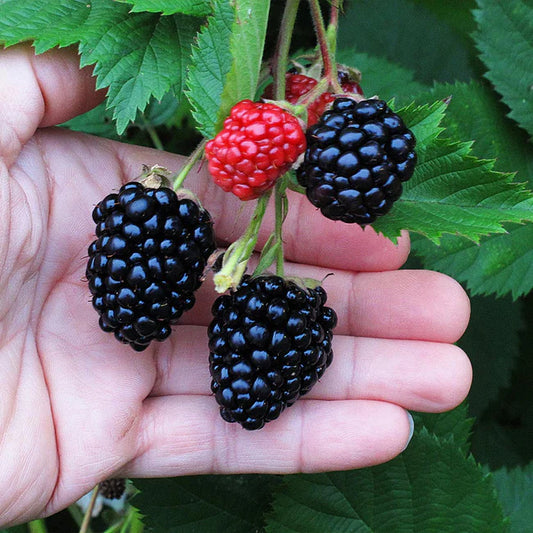 Triple Crown Blackberry plant with ripening berries.