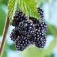 Native Blackberry Plant For Sale | Buy Live Rubus Fruticosus Plant Online