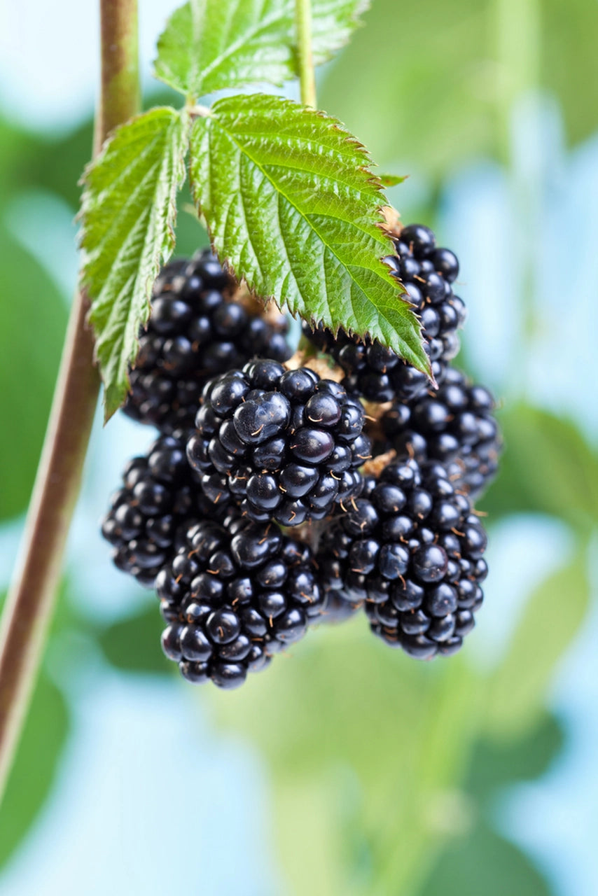 Native Blackberry Plant For Sale | Buy Live Rubus Fruticosus Plant Online