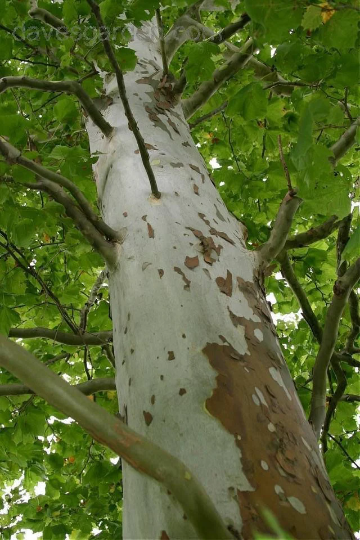 Sycamore Tree For Sale Online | Buy Live Platanus Occidentalis Online