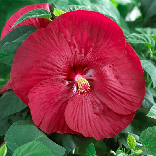 Buy "Luna Red" Hibiscus | Live Red Swamp Rose Mallow Perennial Plant