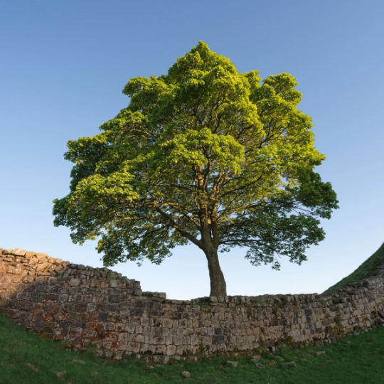 Sycamore Tree For Sale Online | Buy Live Platanus Occidentalis Online