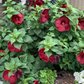 Buy "Luna Red" Hibiscus | Live Red Swamp Rose Mallow Perennial Plant