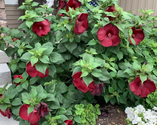 Buy "Luna Red" Hibiscus | Live Red Swamp Rose Mallow Perennial Plant