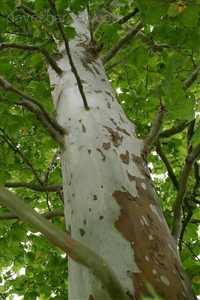 Sycamore Tree