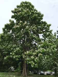 Catalpa Tree