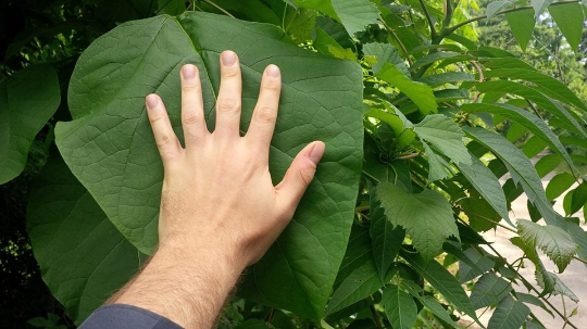Catalpa Tree For Sale | Buy A Cigar Catawba Indian Bean Plant Online