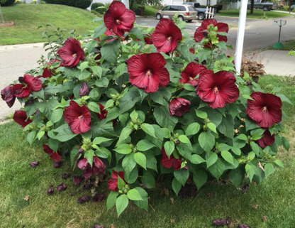 Buy "Luna Red" Hibiscus | Live Red Swamp Rose Mallow Perennial Plant