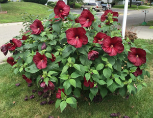 Hibiscus 'Luna Red'