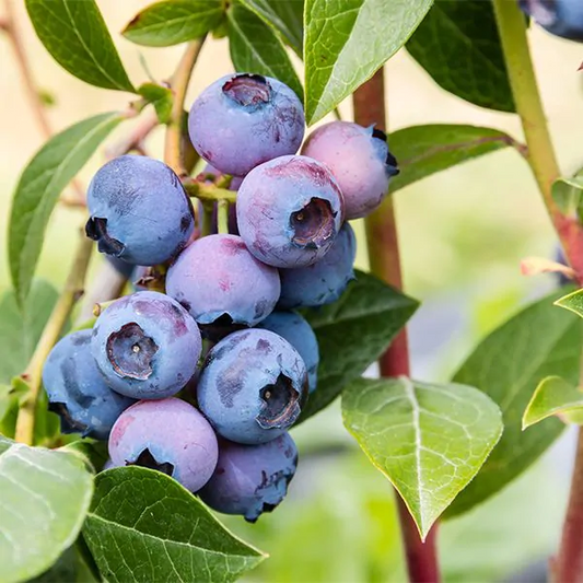 duke blueberry plant growing in backyard garden
