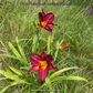 Hemerocallis Red Volunteer in garden.
