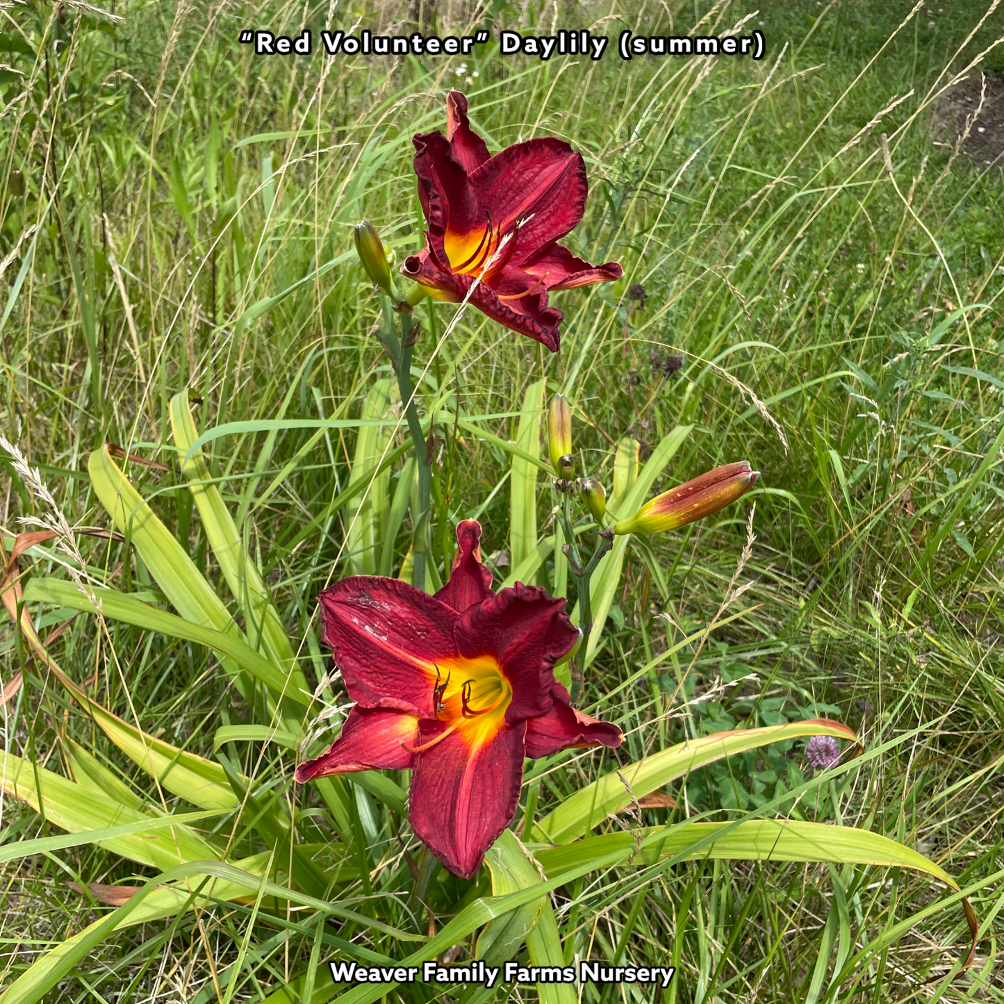 Daylily “Red Volunteer” - Weaver Family Farms Nursery