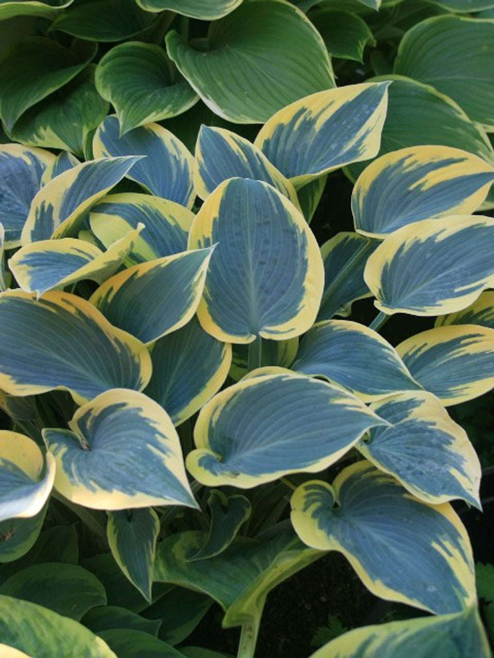 first frost hosta for sale buy it online