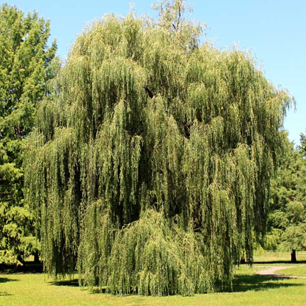 Weeping Willow - Weaver Family Farms Nursery