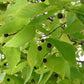 Hackberry Tree for Sale | Common Hackberry Tree Online – Weaver Family ...