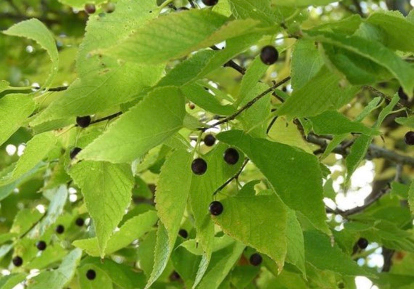 Hackberry Tree For Sale | Buy Live Celtis Occidentalis Tree Online