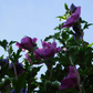 Rose Of Sharon For Sale | Buy Althea "Hibiscus Syriacus" Shrub Online