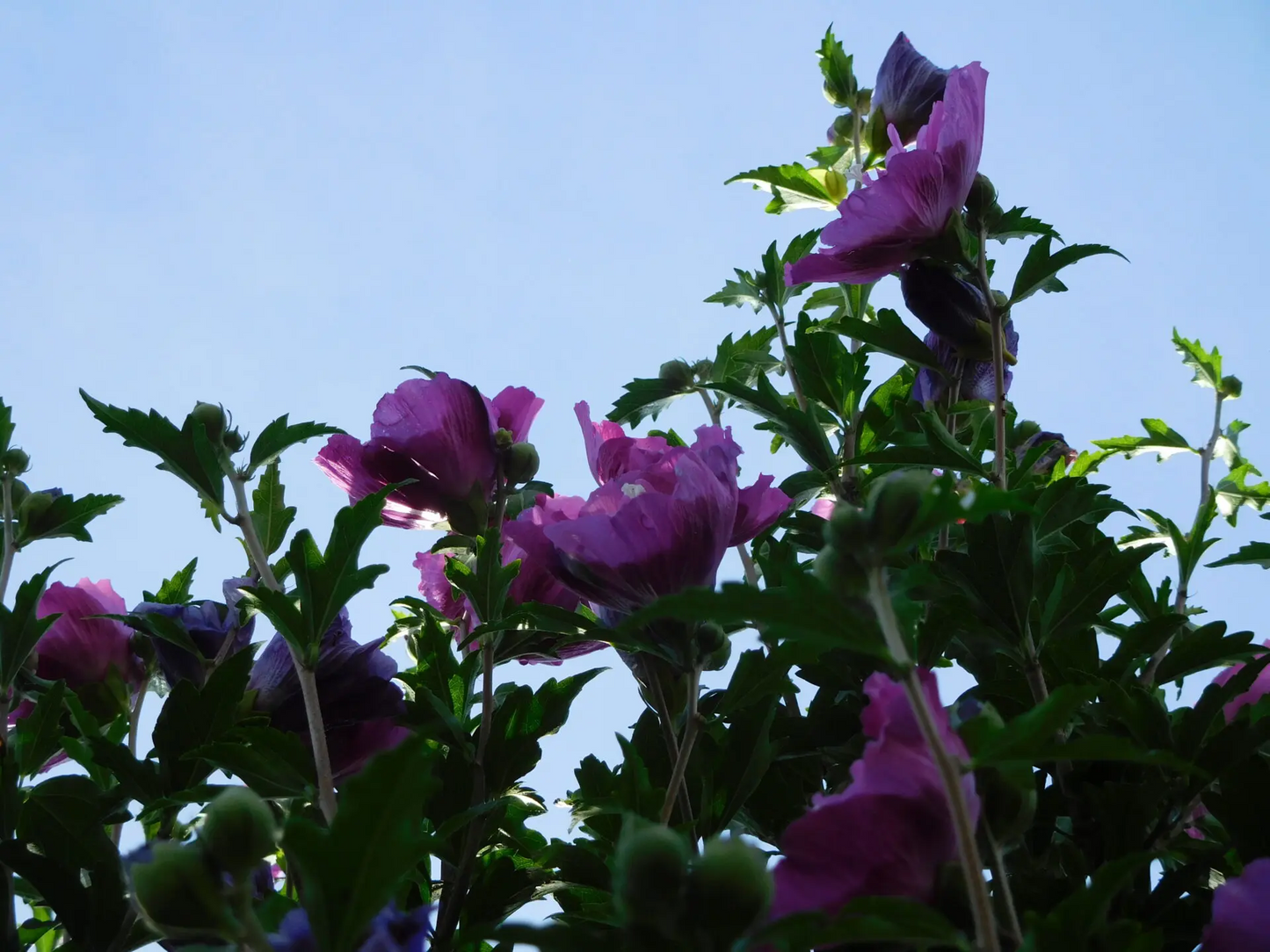 Rose Of Sharon For Sale | Buy Althea "Hibiscus Syriacus" Shrub Online