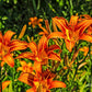 Orange Original Daylily Plant | Buy Hemerocallis Fulva Ditch Lily