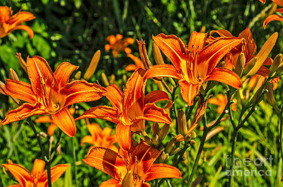 Orange Original Daylily Plant | Buy Hemerocallis Fulva Ditch Lily