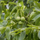 Buy black walnut tree for nuts and timber value