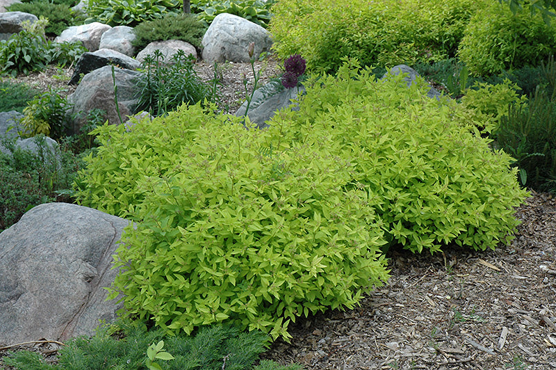 Buy Gold Mound Spirea | Purchase Gold Mound Spirea Online