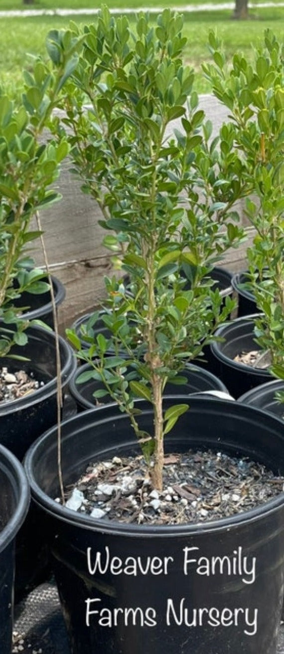 Green Mountain Boxwood | Buy Buxus x 'Green Mountain' Plant Online