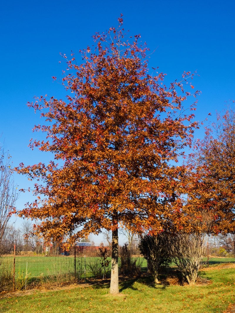 Shumard Oak Tree For Sale | Buy Live Quercus Shumardii Tree Online